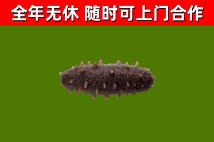 富阳烟酒回收干海参.jpg